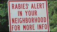 Rabies case confirmed in downtown Helen