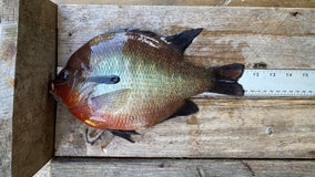 Record-breaking sunfish caught in Georgia’s Satilla River