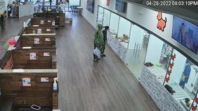 Men seen on camera stealing French bulldog from Dunwoody pet store