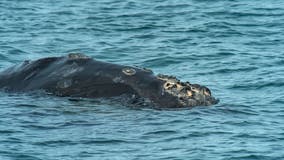 Robotic buoys developed to keep Atlantic right whales safe