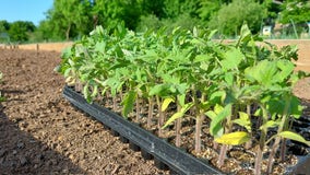 Soil Festival highlights food journey from planting to plating