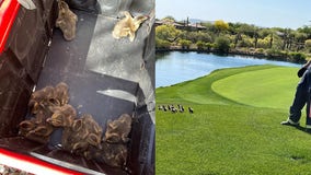 Ducklings rescued from storm drain by Arizona fire department and reunited with their mother