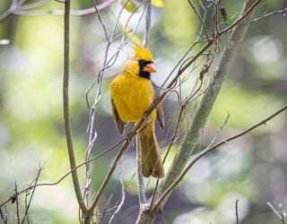 cardinal1