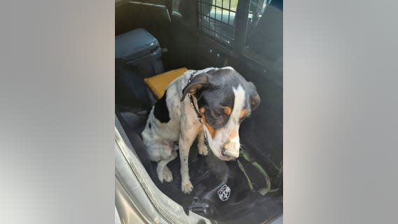 Arizona dog reunited with owners 3 months after going missing following crash