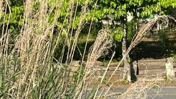 Marietta cracking down on unkempt yards