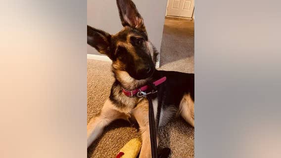 Family dog shot, killed by maintenance worker outside Roswell apartment