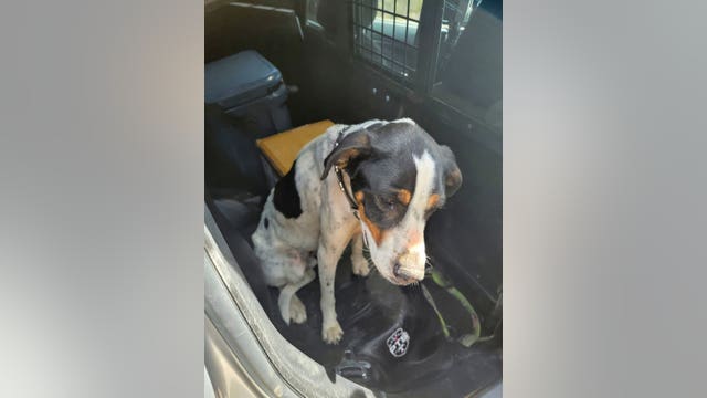 Arizona dog reunited with owners 3 months after going missing following crash