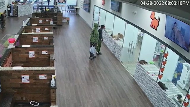 Men seen on camera stealing French bulldog from Dunwoody pet store