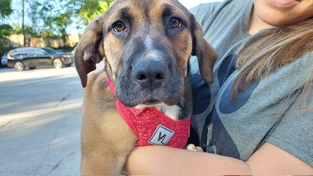 Brookhaven dog daycare hosts fundraising puppy party
