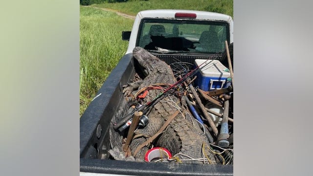 Officials: 2 suspected poachers charged with illegally hunting alligators