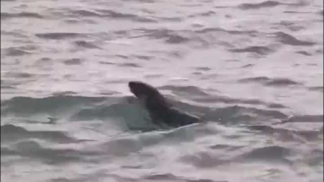 River otter spotted in Detroit River may be 1st sighting in 100 years