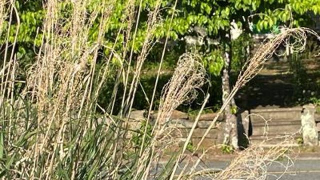 Marietta cracking down on unkempt yards