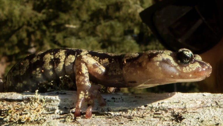 A. vagrans horizontal closeup