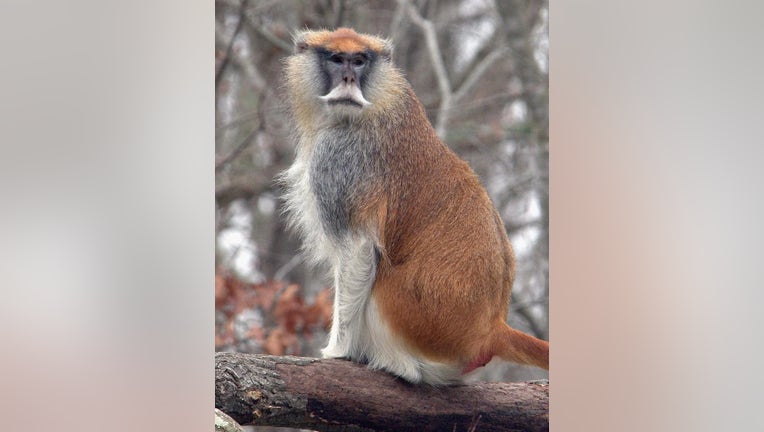 The Effingham County Sheriff's Office said deputies and wildlife wranglers worked to capture missing monkeys on Sunday. They provided a sample image of the missing monkeys. 