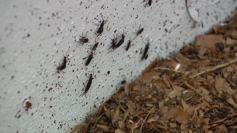 lovebugs.jpg