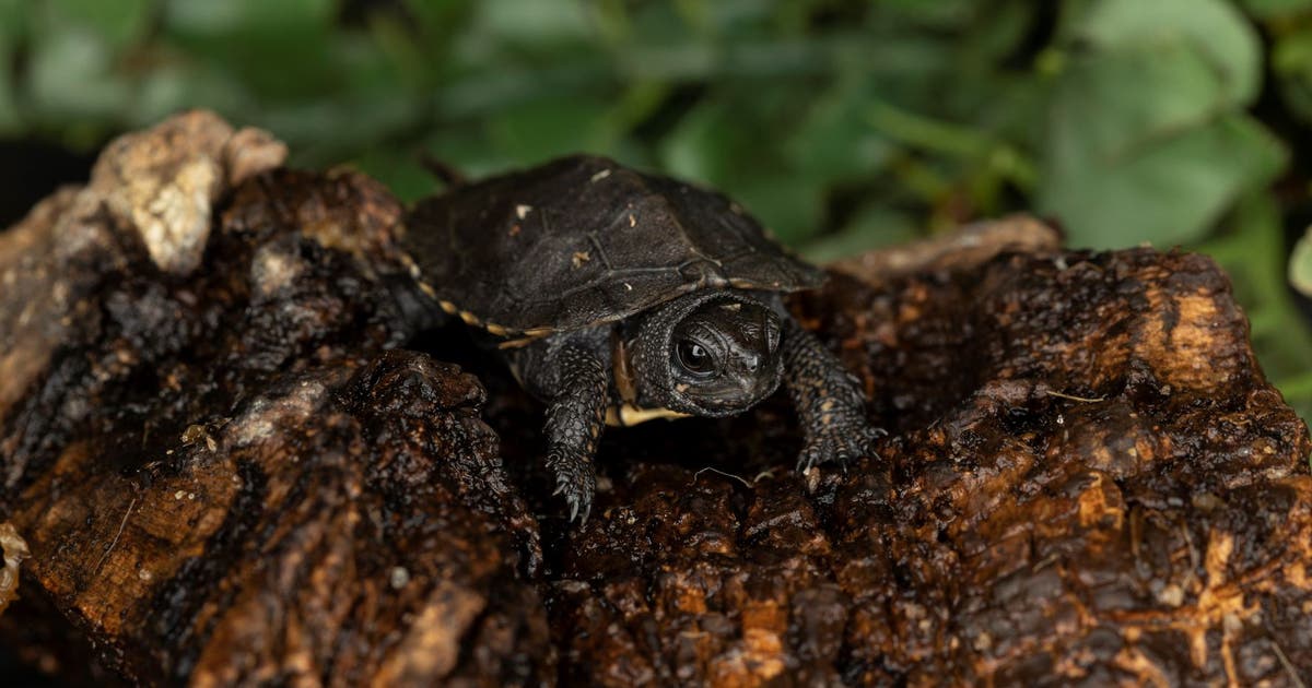 Critically endangered turtle species hatches at Zoo Atlanta | FOX 5 Atlanta