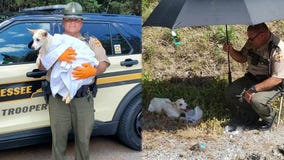 Dog adopted by Tennessee trooper who rescued her from extreme heat on side of highway