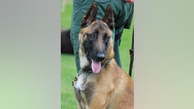 'Thank you for your service': Woodstock police K9 Debo passes away from illness