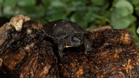 Critically endangered turtle species hatches at Zoo Atlanta