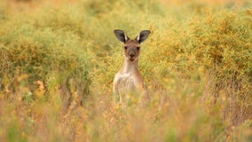 Ex-MMA trainer fights kangaroo that attacked his dogs in wild video