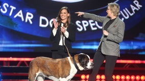 Hilary Swank finds lost dog, reunites with owner in heartwarming photo