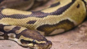 Georgia Sonic workers find large python behind deep fryer