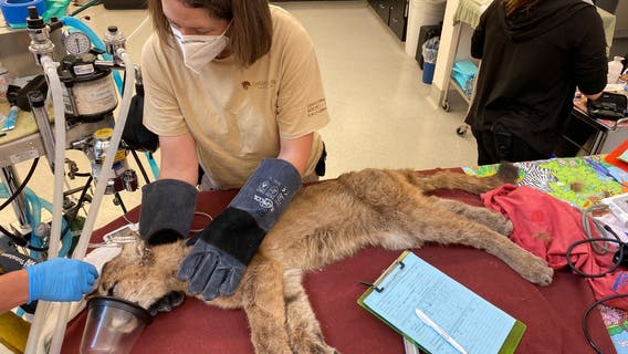 Mountain lion weak and anemic after being rescued from Pescadero High classroom