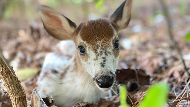 Wildlife rangers spot fawns with rare piebald pattern