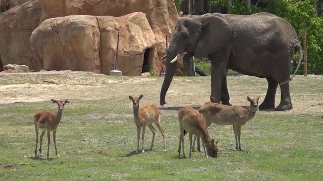 Zoo Atlanta closing early for two days due to extremely high heat in Georgia