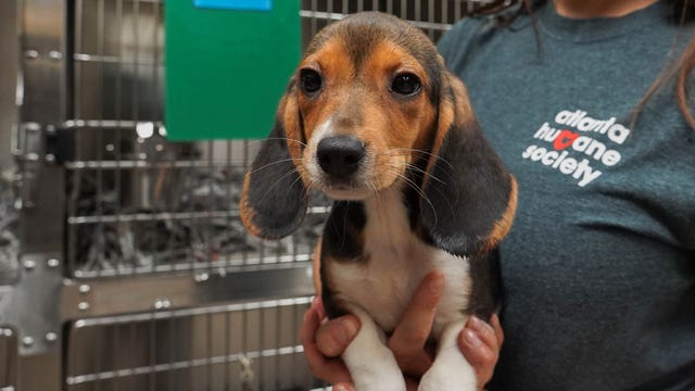 Atlanta Humane Society rescues dozens of beagles from facility that breeds animals for testing