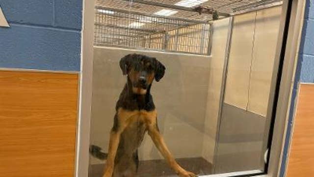State orders Dekalb shelter not to accept animals