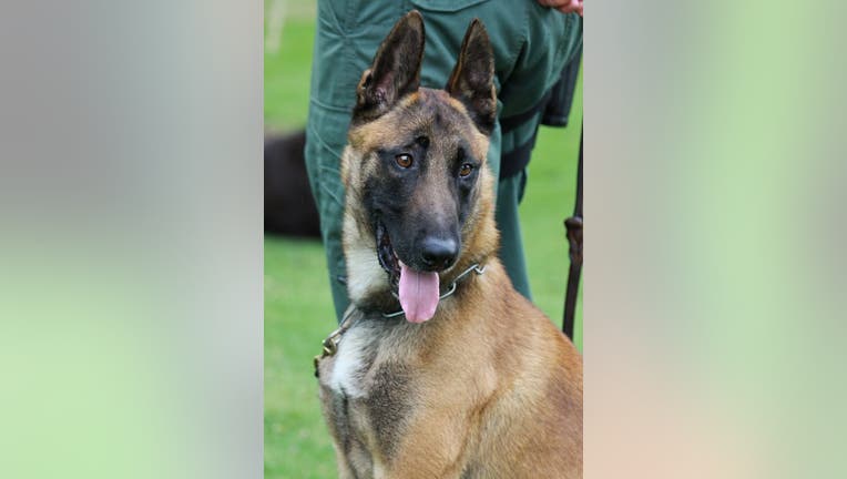 K9 Debo served with the Woodstock Police Department from 2009-2016 (Woodstock Police Department).