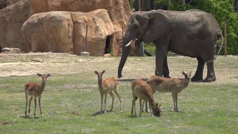 File image of Zoo Atlanta.