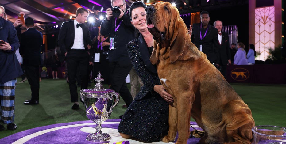 Bloodhound named Trumpet claims top prize at Westminster Kennel