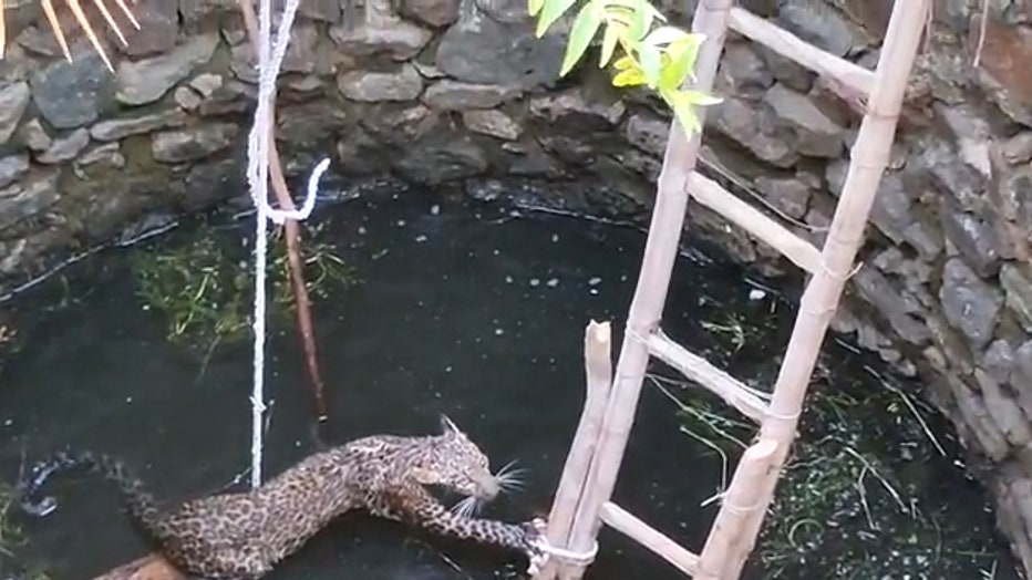 Storyful-274227-Ladder_Used_to_Rescue_Leopard_From_Well_in_India.00_01_00_12.Still003.jpg