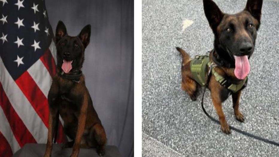 Gwinnett County police K9 Kai, a 2-year-old Belgian Malinois, will be released from the hospital on Tuesday after receiving treatment for multiple gunshot wounds.