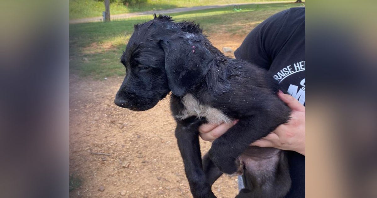 Puppy rescued by firefighters after its head gets stuck in wheel | FOX ...