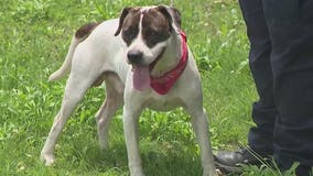 Clayton County animal control officer rescues nine dogs in early morning forest fire