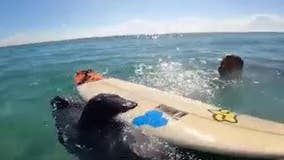 WATCH: Playful manatee 'steals' kids surfboard at Florida beach