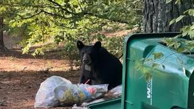 Bear sighted in Alpharetta ran into woods after being 'struck by vehicle,' officials say