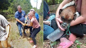 Georgia dog rescued after falling 35 feet into abandoned well, treading water for hours