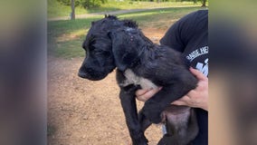 Puppy rescued by firefighters after its head gets stuck in wheel