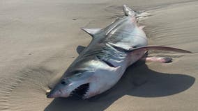 Great White shark washes ashore on Long Island