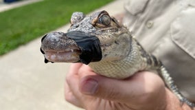 Alligator netted in Wisconsin lake; search on for reptile's owner