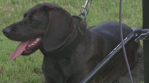 New Gwinnett County police dog already making a difference on the street