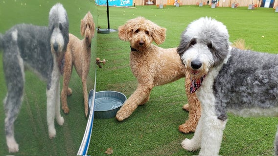 'Fetching' coffee is easier than ever in Alpharetta