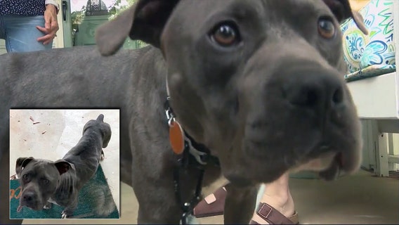 Couple claims Georgia kennel neglected their dog