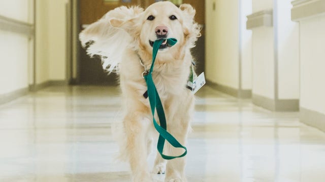 Children's Healthcare of Atlanta mourns loss of beloved therapy dog Casper