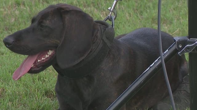 New Gwinnett County police dog already making a difference on the street
