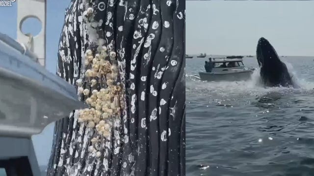 Watch: Breaching whale jumps out of ocean and lands on top of a Massachusetts fishing boat